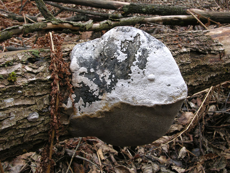 Qualche segno di vita....